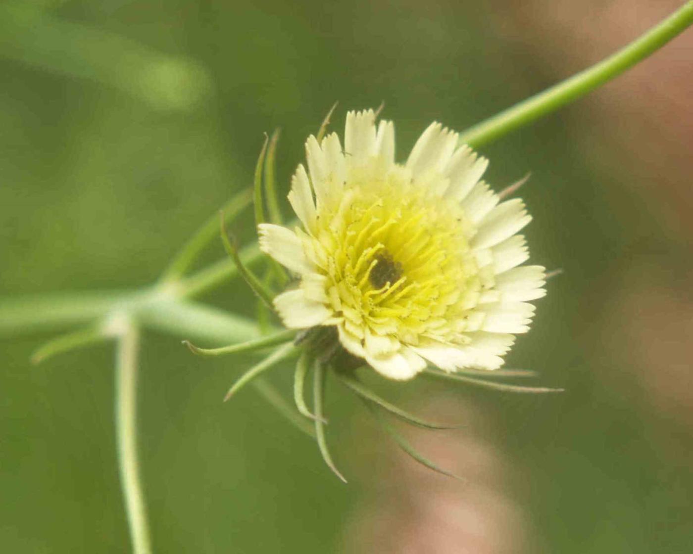 Tolpis, European milkwort flower